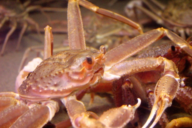 カニの食べられる部位の名称 食用にされる蟹の種類や産地も紹介します 宅配で食事をとろう